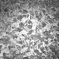 regular spangle